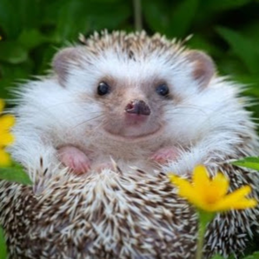 Meet your Posher, Elizabeth